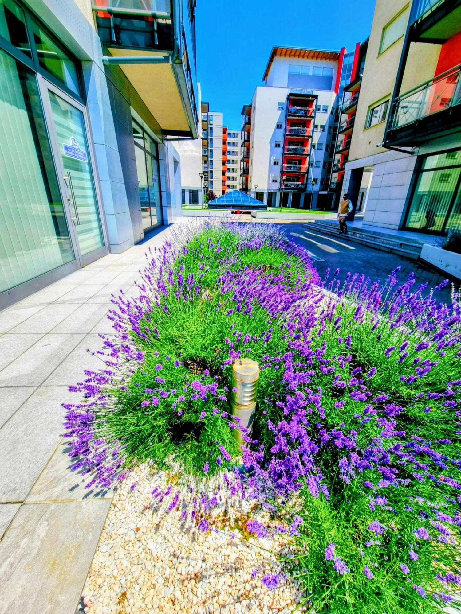 Ring Apartament Timişoara
