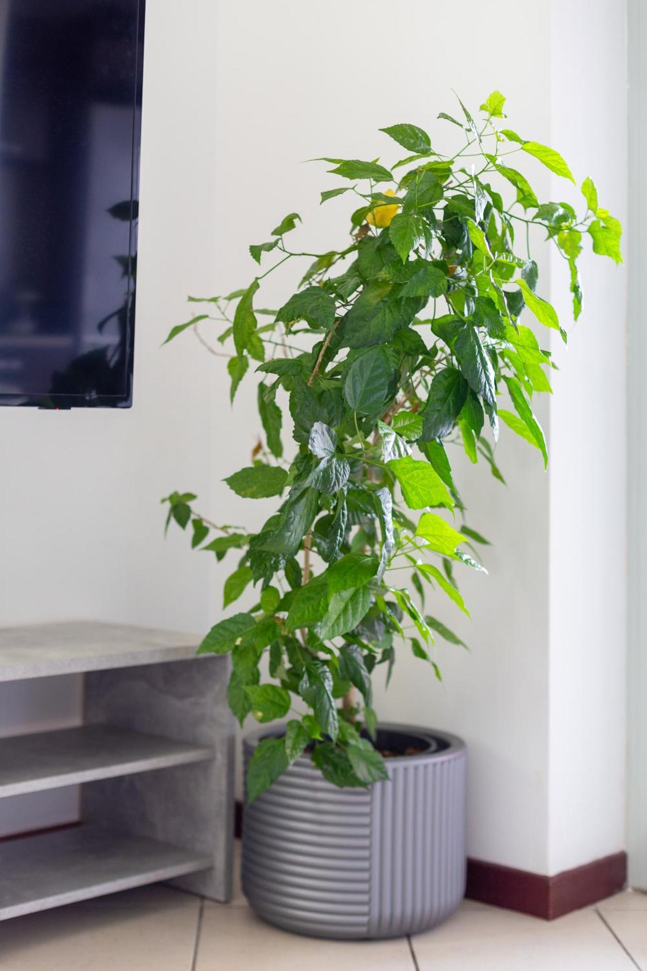 Apartament Ring *